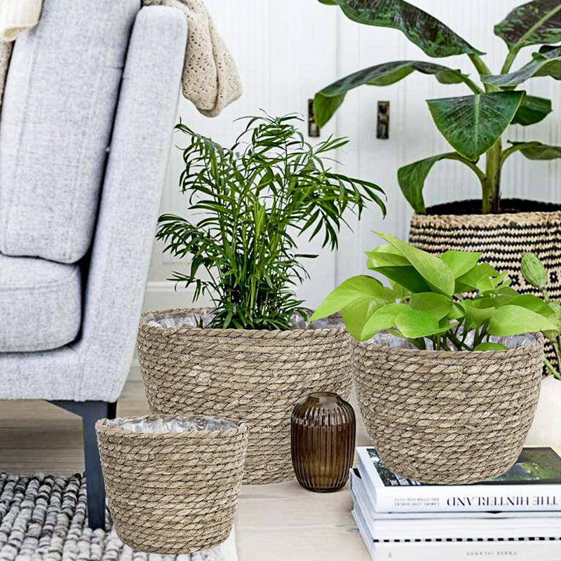 Seagrass Planter Basket Flower - đánh giá và giá Aloe Vera Pot