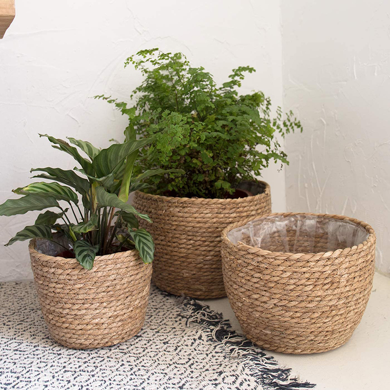 Seagrass Planter Basket Flower - đánh giá và giá Aloe Vera Pot