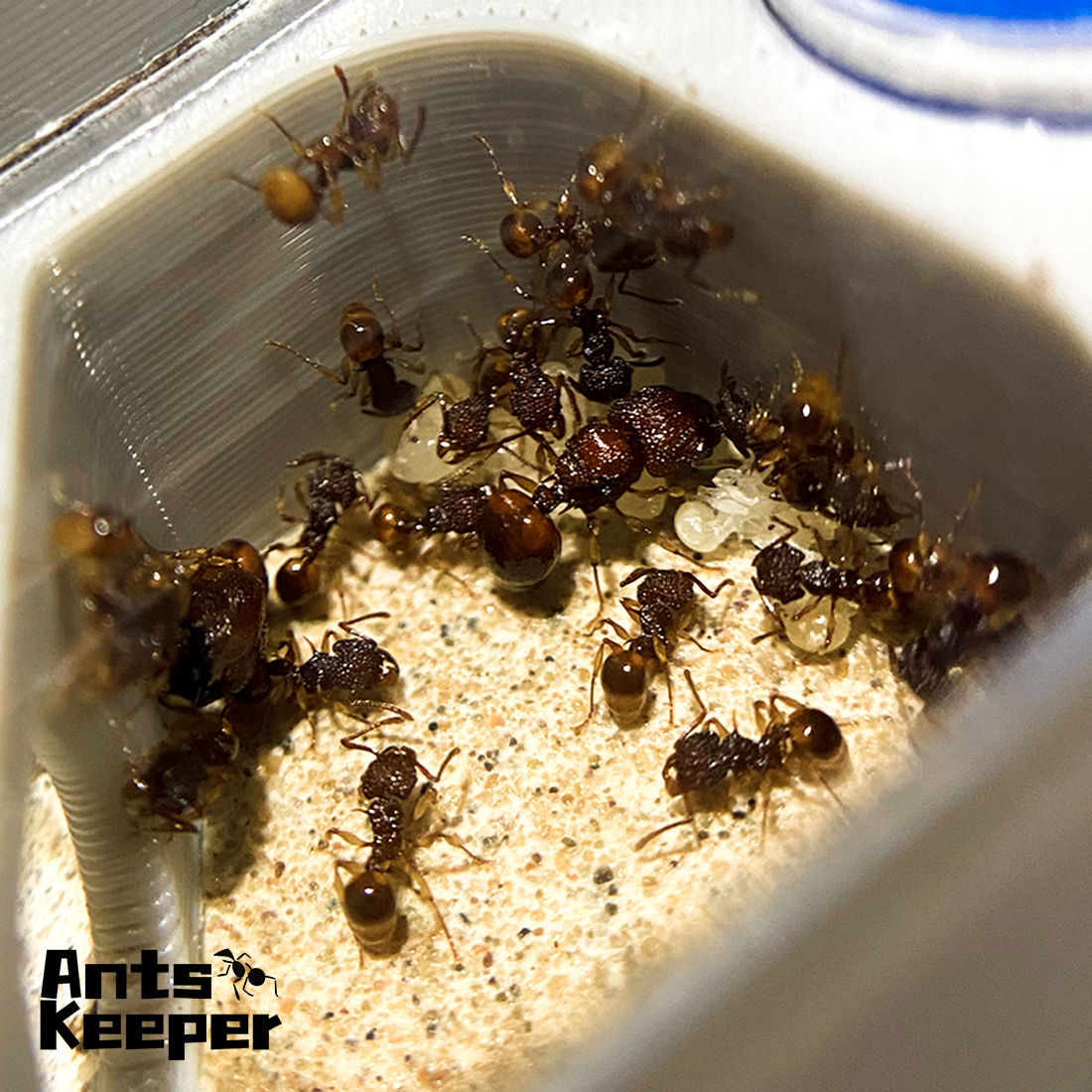 【Basic Farm】Ants Farm with Wat - đánh giá và giá Begonia Rex