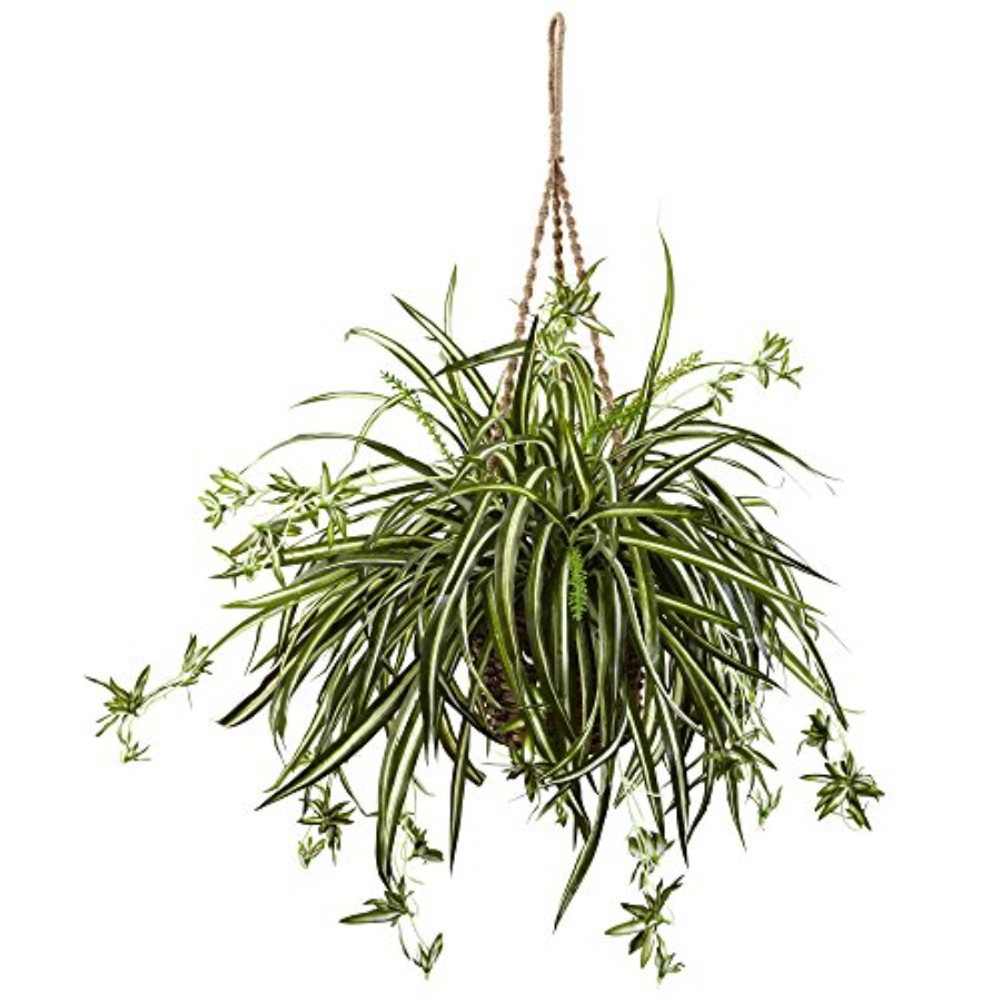 Spider Plant Hanging Basket - đánh giá và giá Spider Plant Hanging