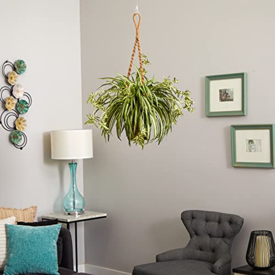 Spider Plant Hanging Basket - đánh giá và giá Spider Plant Hanging