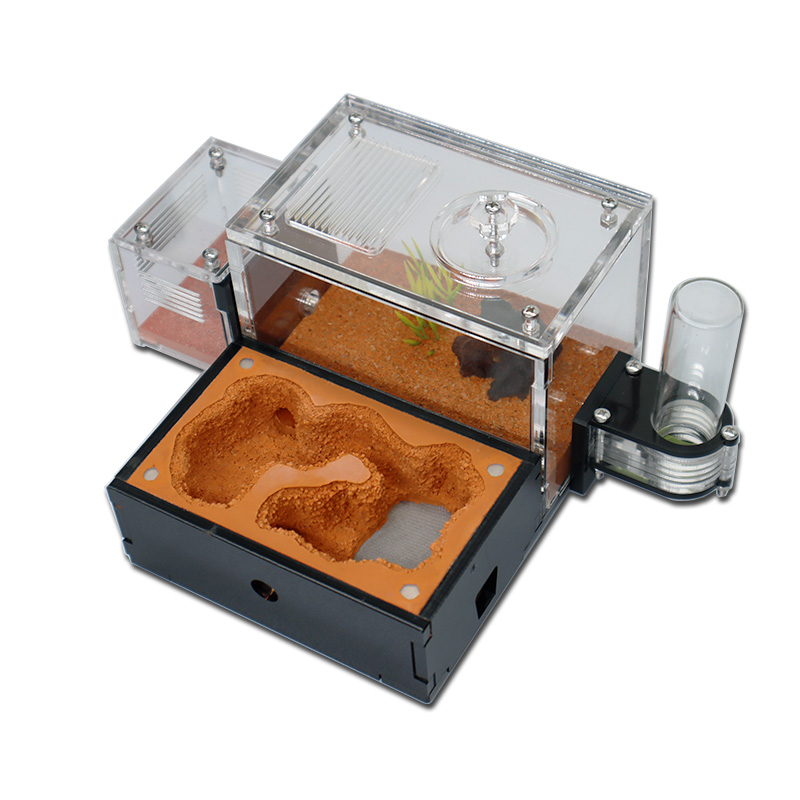 Yellow Soil Ant Farm with Exte - đánh giá và giá Begonia Rex