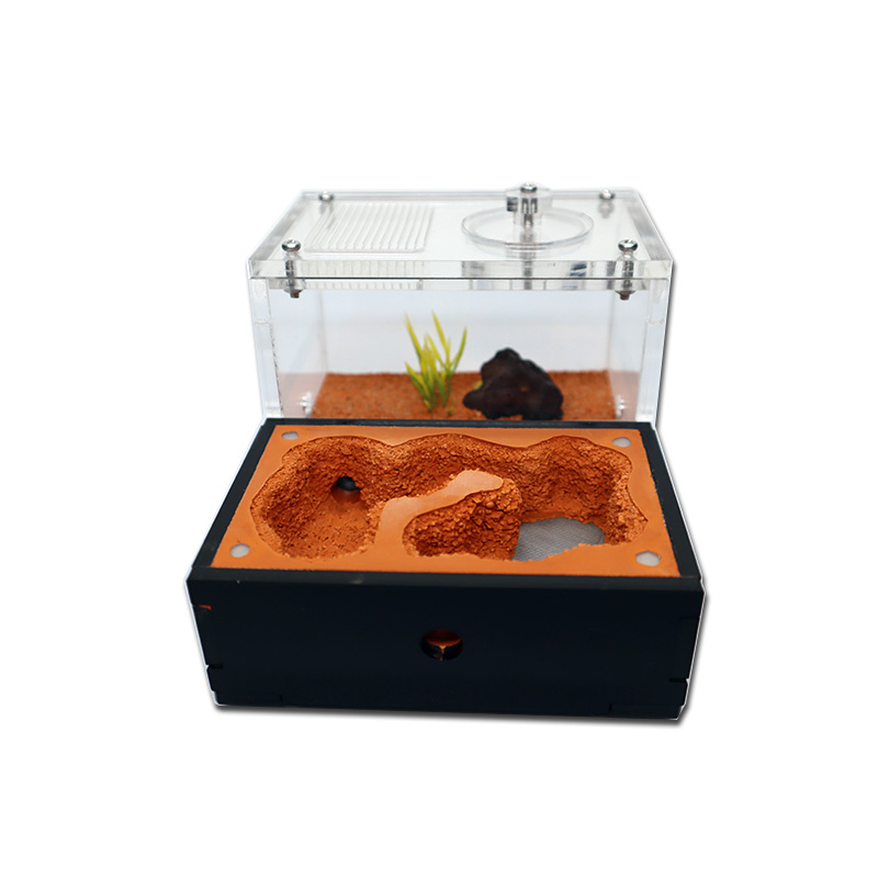 Yellow Soil Ant Farm with Exte - đánh giá và giá Begonia Rex