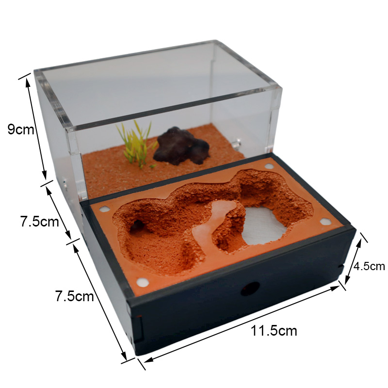 Yellow Soil Ant Farm with Exte - đánh giá và giá Begonia Rex