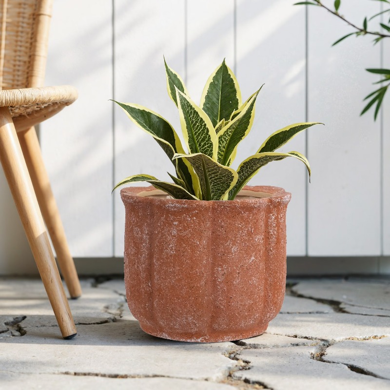 8in Terracotta Flower Planter  - đánh giá và giá Aloe Vera Pot