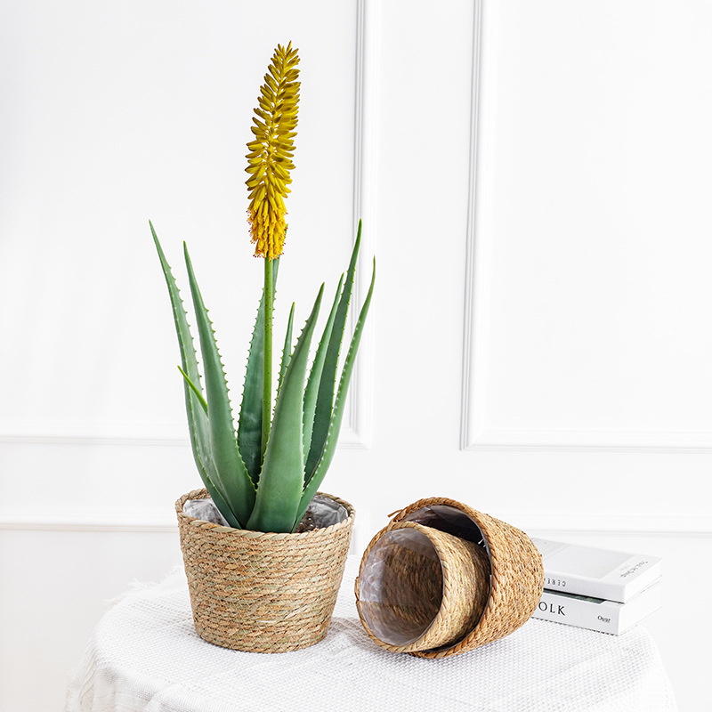 Natural Woven Flower Basket St - đánh giá và giá Aloe Vera Pot