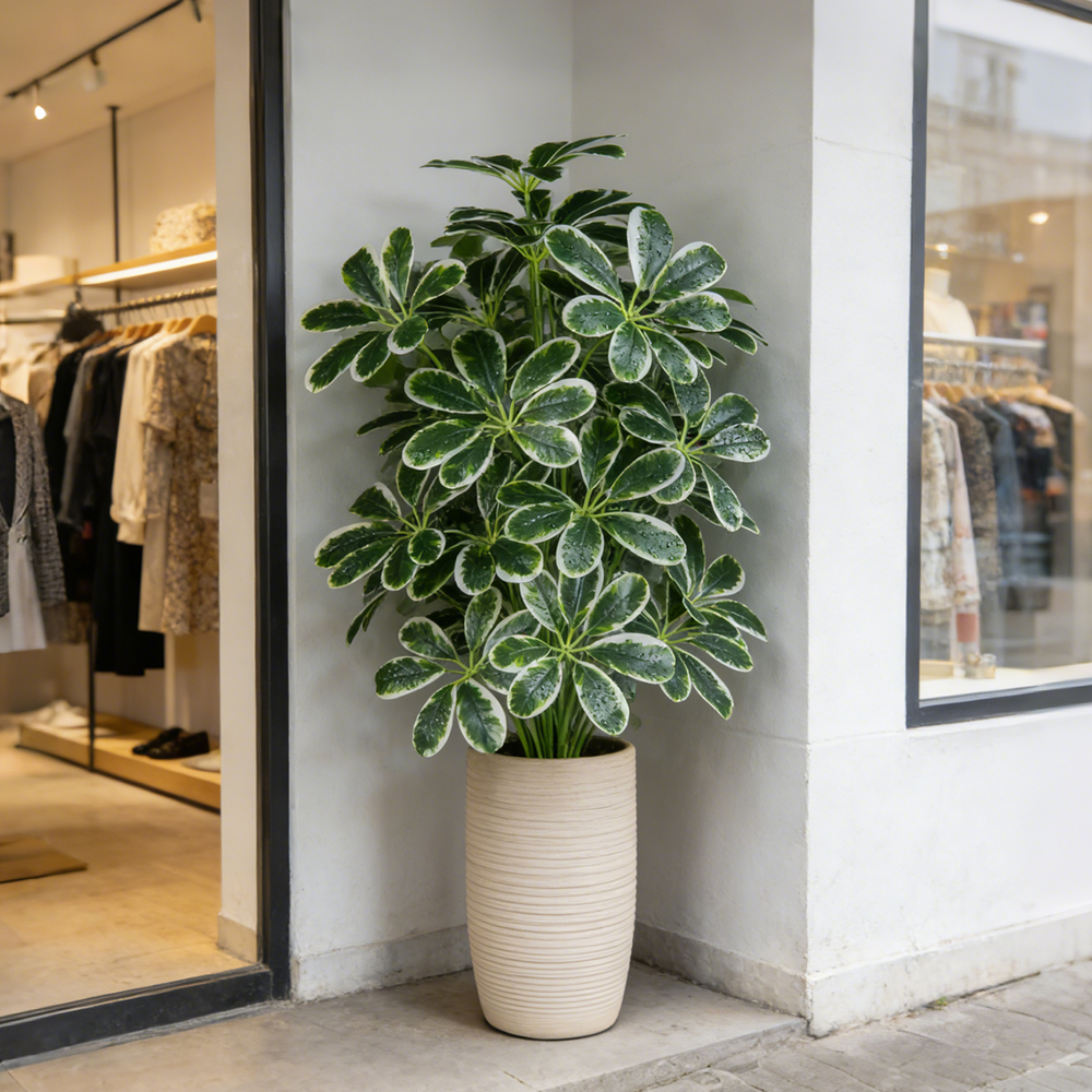 50-75cm Artifficial Maranta Pl - đánh giá và giá Dracaena Marginata
