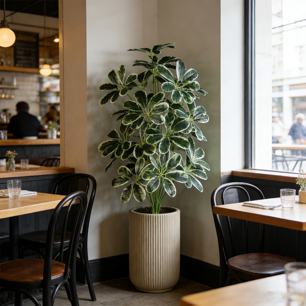 50-75cm Artifficial Maranta Pl - đánh giá và giá Dracaena Marginata