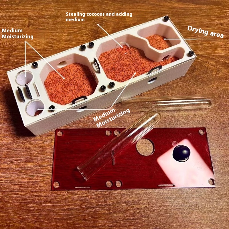 Ant Farm mini CC with External - đánh giá và giá Begonia Rex