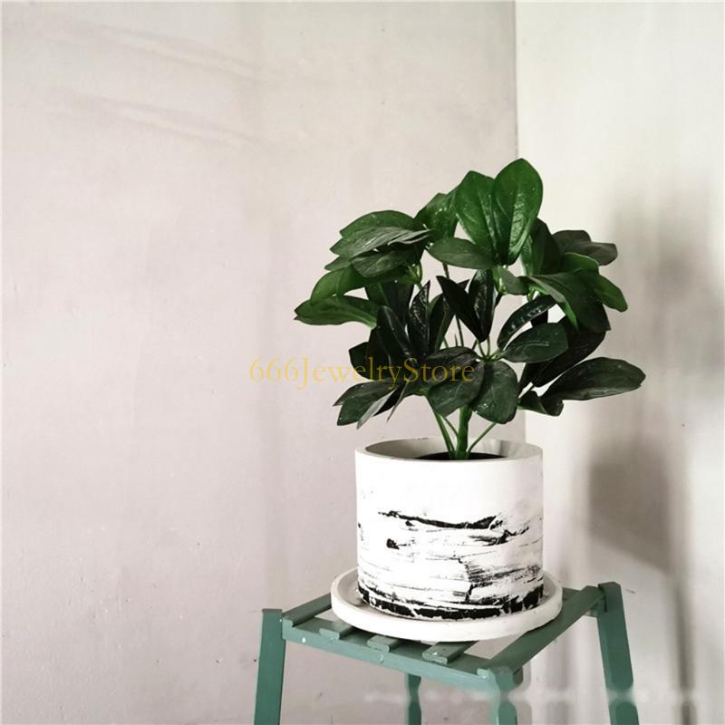 F2TD Large Round Concrete Flow - đánh giá và giá Echeveria Succulent
